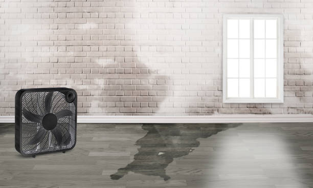 Best Residential water damage restoration  in Morrisonvle, IL