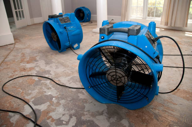Best Water damage restoration mold remediation  in Morrisonvle, IL
