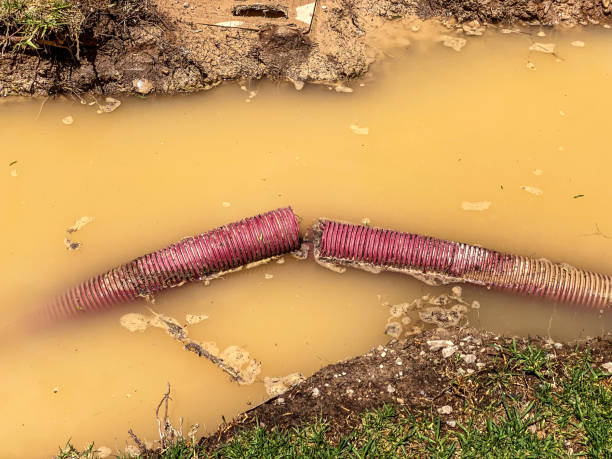 Best Local water damage restoration  in Morrisonvle, IL