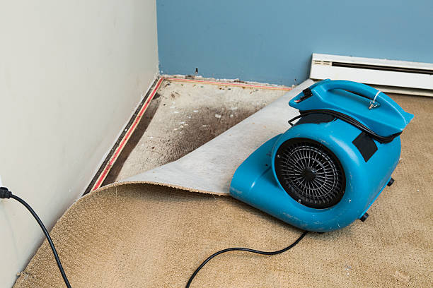 Best Flood restoration services  in Morrisonvle, IL